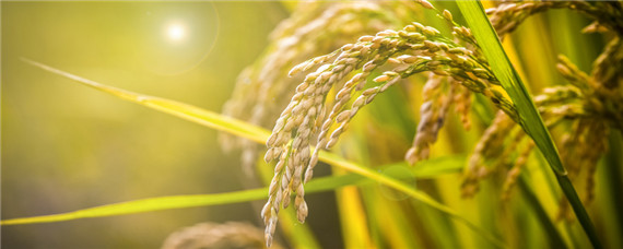 水稻抽穗扬花期的管理要点 水稻抽穗期田间管理