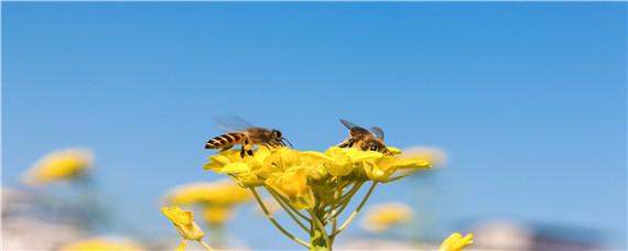 蜜蜂春繁什么时候开始 蜜蜂春繁什么时候开始,和结束视频