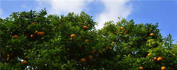柑橘白癞病防治（柑橘白赖病怎样防治）
