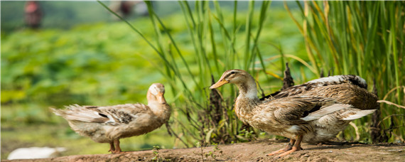 土霉素治疗鸭什么病 土霉素可以治鸭大肠杆菌
