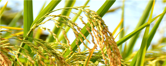 麦苗和稻谷的区别 麦苗和水稻的区别