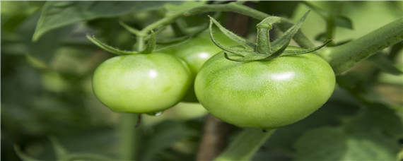 番茄播种后覆土的厚度为 播种后覆土厚度如何确定