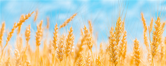 存麦22小麦种品种介绍（存麦22号麦种的介绍）