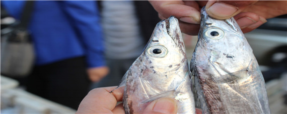 舟山带鱼是人工养殖吗（舟山带鱼的生长环境）