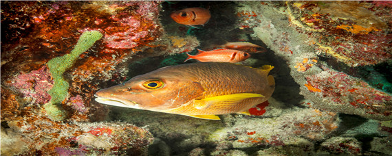 海鲈鱼和淡水鲈鱼的区别 海鲈鱼和淡水鲈鱼的区别图片