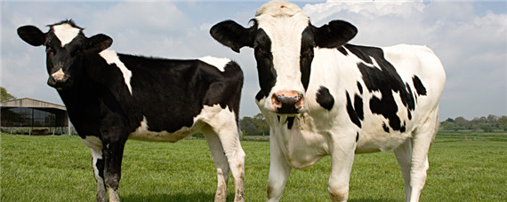 奶牛身上为啥有个洞 奶牛身上为什么有个洞