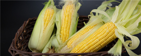 科泰318玉米种子特征特性 科泰318玉米种子介绍
