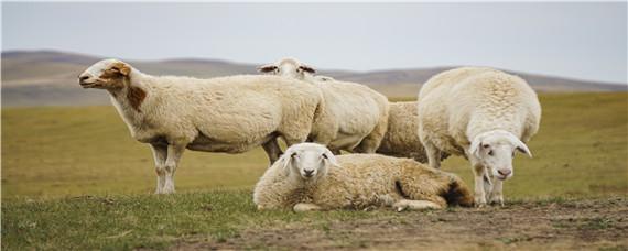 绵羊品种（绵羊品种大全及图片名）