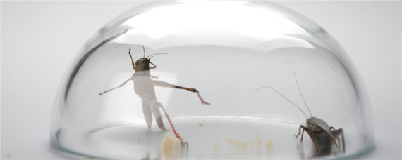 会飞的蟋蟀是什么品种 会飞的蟋蟀的种类名称及介绍
