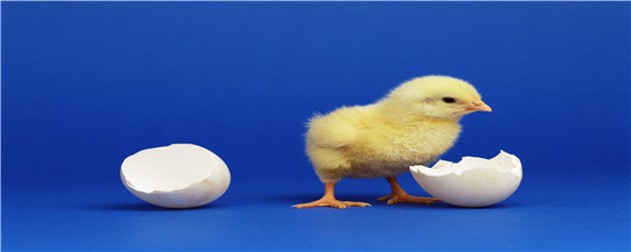 小鸡在蛋里叫却不啄壳 听到蛋里有鸡叫就是不啄壳
