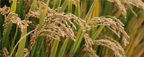 稻米的生长习性（稻米是怎么生长的）