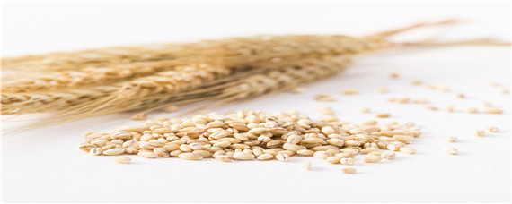 西安240小麦品种特征特性 西安240小麦品种审定公告