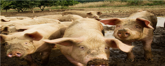 猪是杂食动物还是食草动物 猪是杂食性动物还是草食性动物