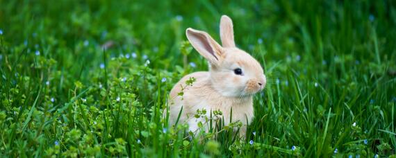 野兔和家兔的区别（野兔和家兔的区别寿命）