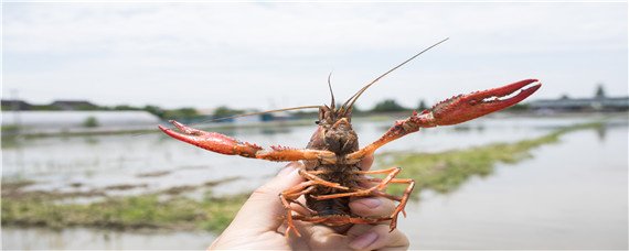 小龙虾养殖方法和环境 澳洲小龙虾养殖方法和环境