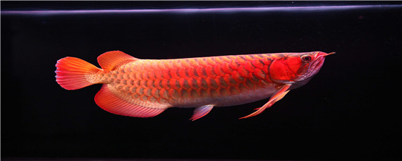 号半红龙和红龙区别 号半龙鱼和红龙的区别