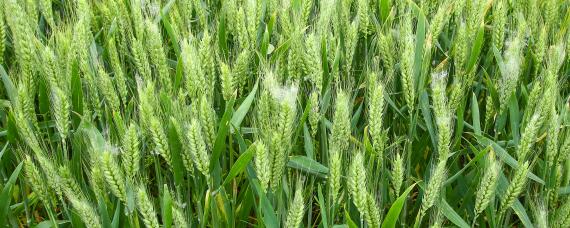 麦套花生如何灭麦茬 麦茬怎么处理