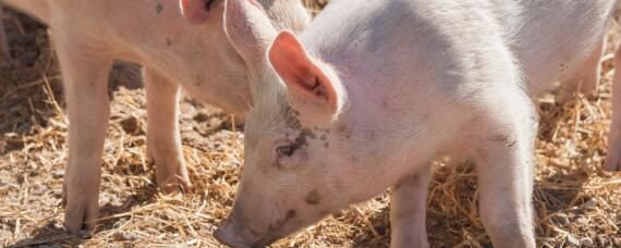 猪场消毒液一般用什么 猪场带猪消毒最常用的消毒液