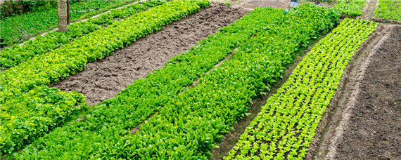 什么是有机肥料和无机肥料 什么是有机肥料和无机肥料玉米喜欢有机肥吗?