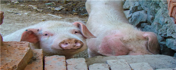 猪身上长红点是什么病怎么治疗 猪身上长红点是什么病?