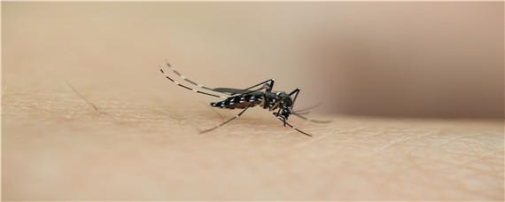大面积灭蚊子用什么农药 大面积杀蚊子用什么药