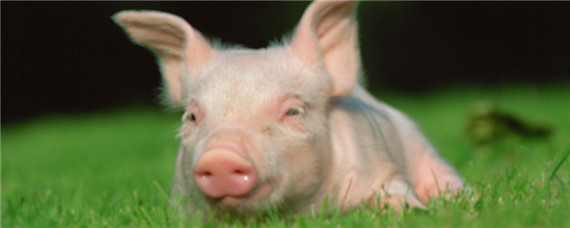 小猪低温急救法 治疗猪低温的急救法