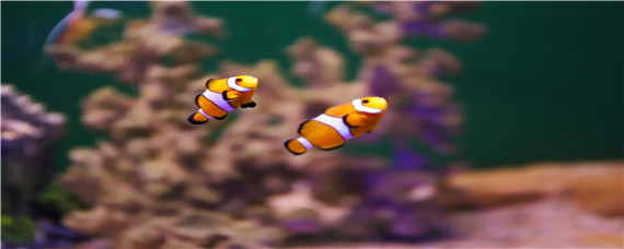 热带鱼生活在哪里 热带鱼生活在哪里简化笔