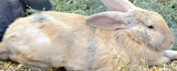 家兔和野兔的区别（家兔和野兔的区别图）
