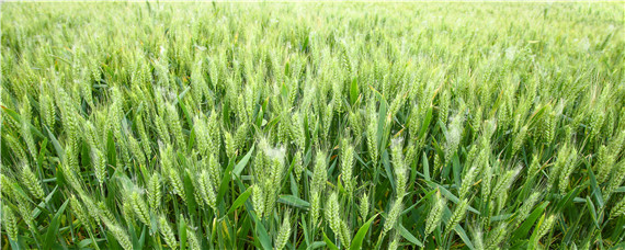 小麦苗叶色异常是什么原因 小麦叶色发黄植株矮小