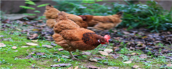 鸡的生活习性 鸡的生活特征和生活方式