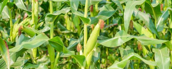 秋乐618玉米种特征特性 秋乐618玉米种子特征特性
