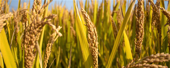 水稻的起源 水稻的起源与进化