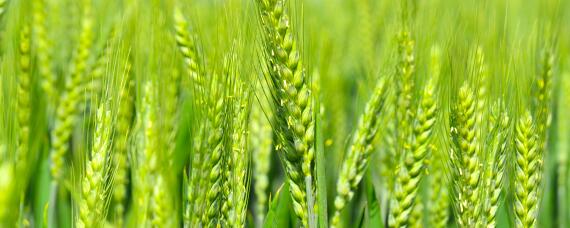 寒露前后种小麦吗 小麦在寒露前播种还是在寒露后播种