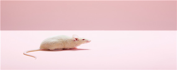 老鼠的繁殖能力有多强 老鼠繁殖能力强吗