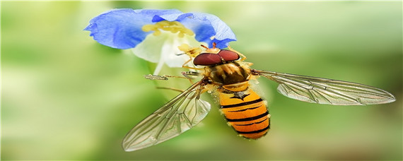 蜜蜂出入频繁但不带粉 蜜蜂进出正常但不带粉为什么