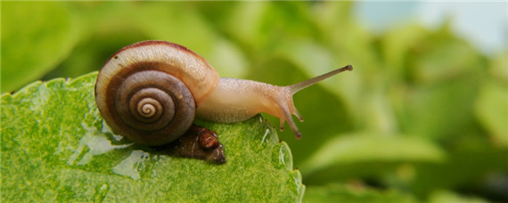 麦后玉米地蜗牛怎么消灭 玉米田蜗牛怎么防治,玉米田蜗牛的防治措施