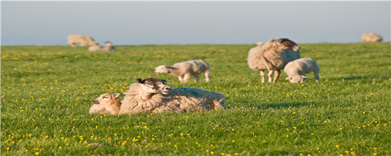 小母羊几个月可以怀孕 母羊几个月可以怀小羊羔