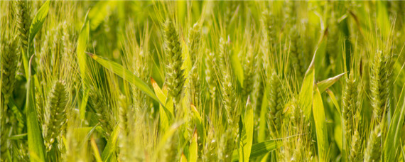 春小麦和冬小麦区别（春小麦和冬小麦区别一年几熟）