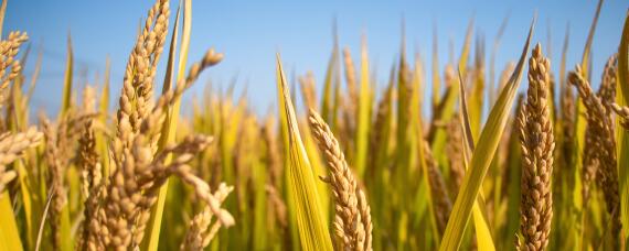 垦稻26水稻品种特征特性 水稻品种垦稻26产量怎么样