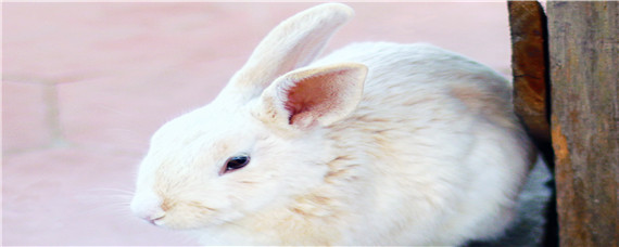獭兔和家兔的区别 獭兔与兔子的区别