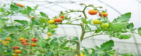 番茄常见虫害 番茄常见虫害及防治