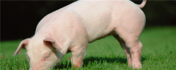 什么气味对猪致命 猪最讨厌什么气味