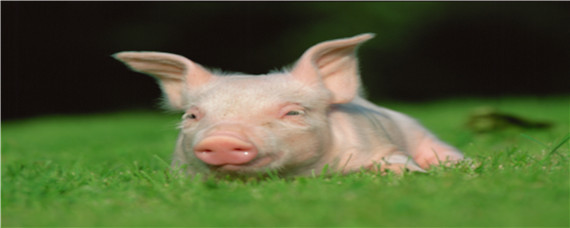 猪得了脑炎使用磺胺药的剂量（猪脑炎打磺胺嘧啶钠多长时间见效）