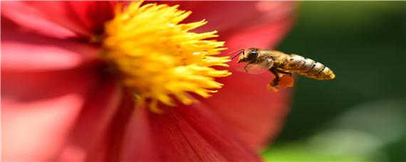 冬天蜜蜂如何喂食 冬天怎么喂蜜蜂