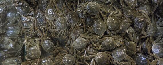 螃蟹养殖需要什么条件（室内养殖螃蟹要养什么螃蟹）