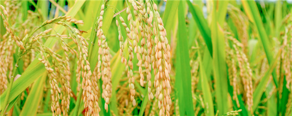 水稻在7月几号追穗肥 水稻什么时候追穗肥