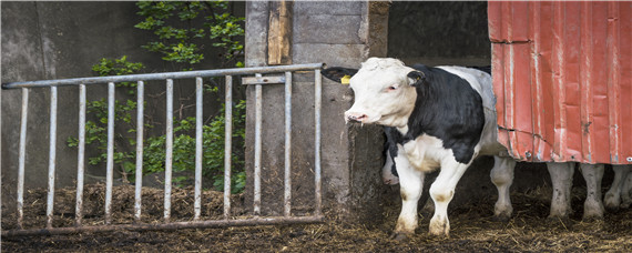 怀孕母牛最后一个月喂养 怀孕母牛最后一个月需要注意什么
