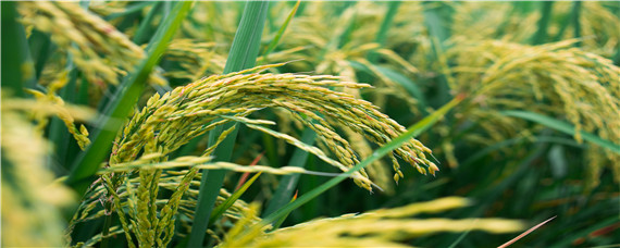 水稻几月几号施穗肥 水稻什么时候追施穗肥