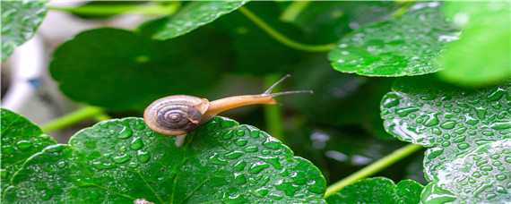 蜗牛最怕什么农药 什么农药对蜗牛杀伤力最大