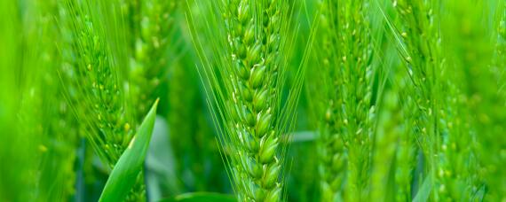 河南冬小麦播种时间 河南小麦的播种时间